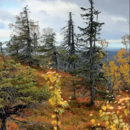 Rukan Timantti B * Ruka