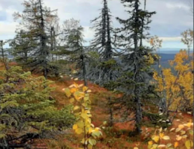 Rukan Timantti B * روكا